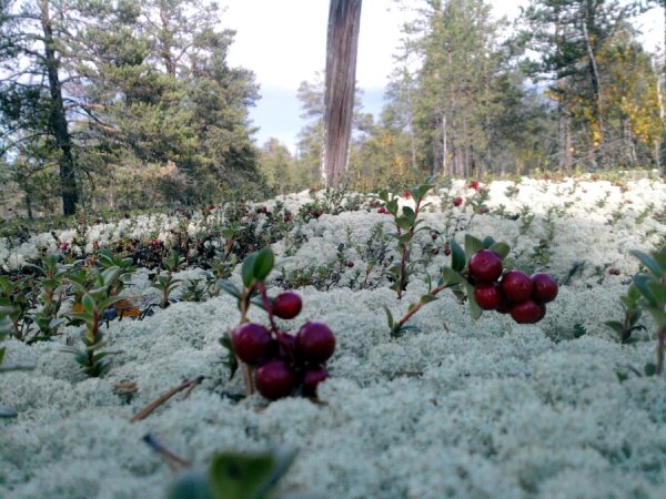 Брусника на ягеле