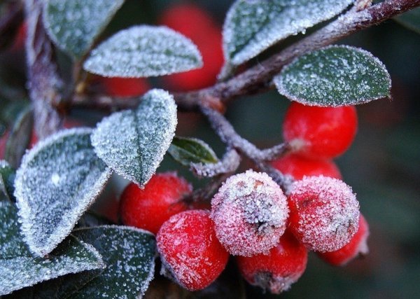 Барбарис снежный