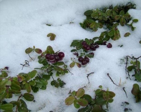 Брусника и клюква зимой