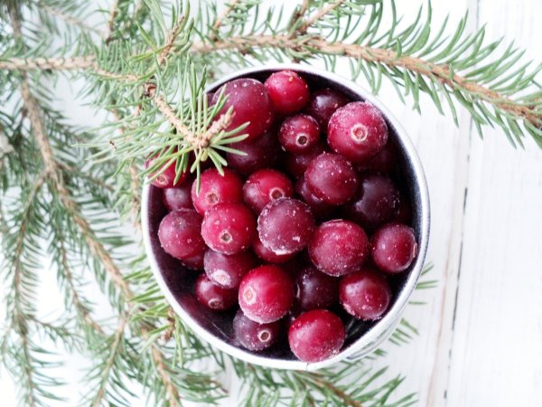 Брусника в снегу