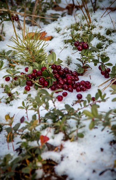 Брусника и Морошка