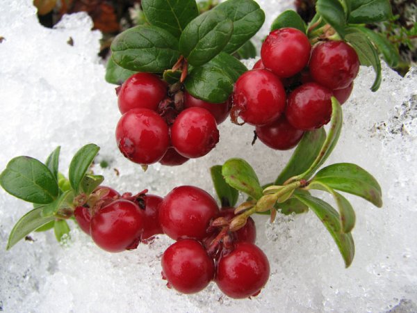 Брусника и клюква зимой