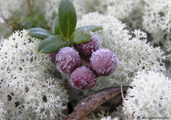 Тундра ягель и снежок