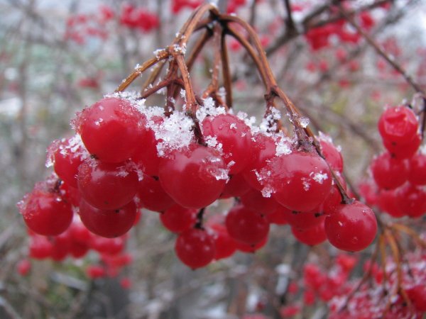 Калина брусника и клюква