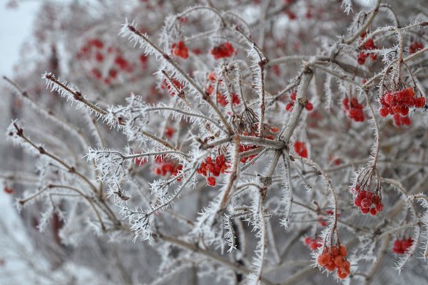 Клюква зимой