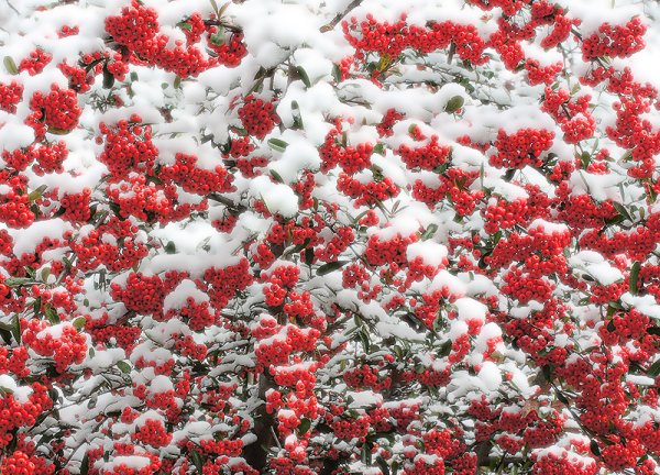 Красные цветы на снегу