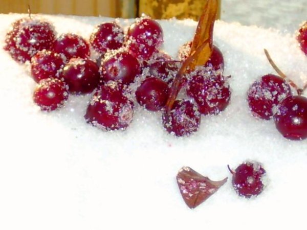 Гранат в снегу