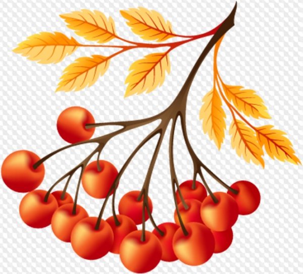 Рябина вектор