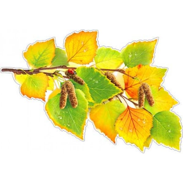 Березовый лист