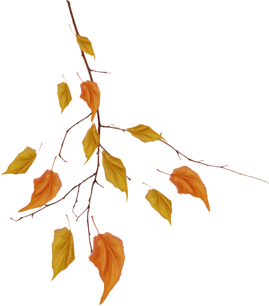 Осенняя ветка на прозрачном фоне