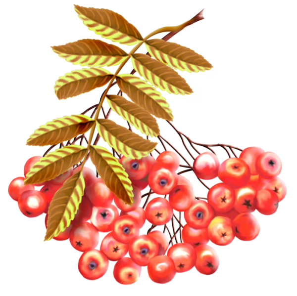 Рябина рисунок