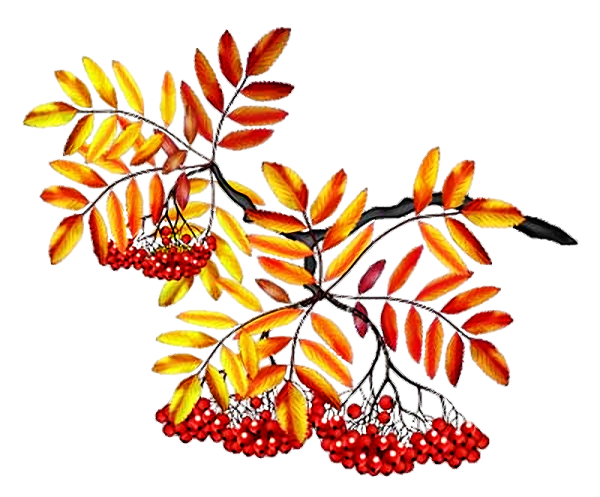 Ветка рябины