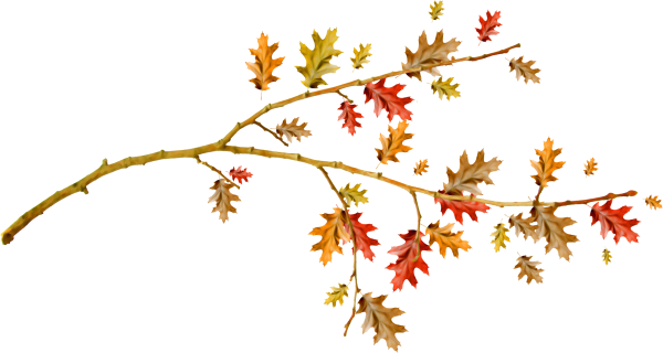 Осенняя ветка на белом фоне