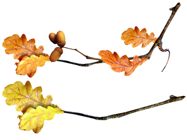 Дубовая ветка на прозрачном фоне