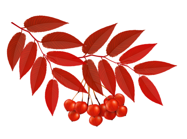 Лист рябины