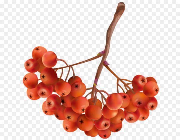 Гроздь рябины