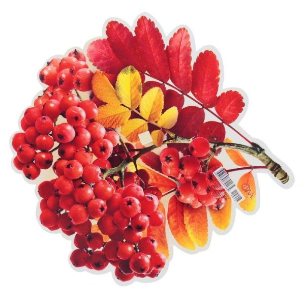 Веточка Рябинки