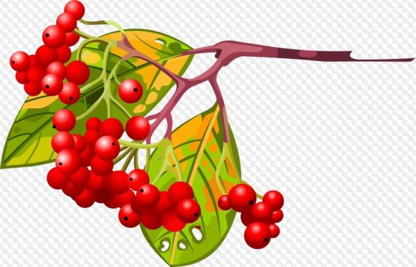 Векторная ветка рябины
