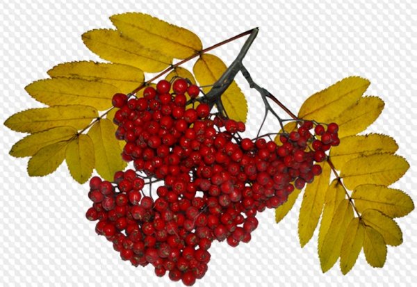 Кисть Рябинки гроздь Калинки