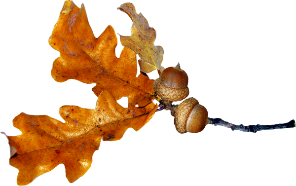 Ветка дуба