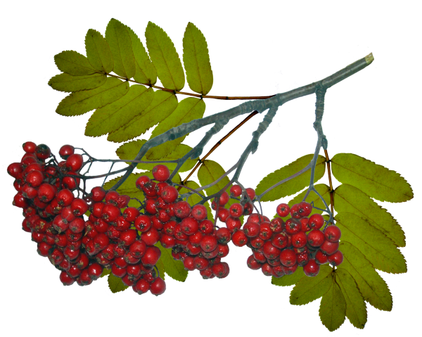 Кисть рябины гроздь калины