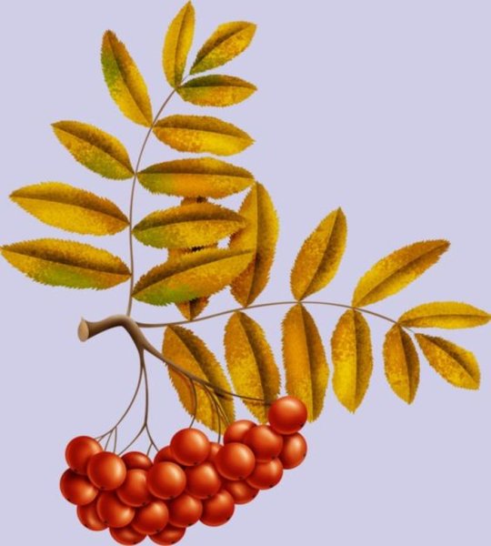 Лист рябины