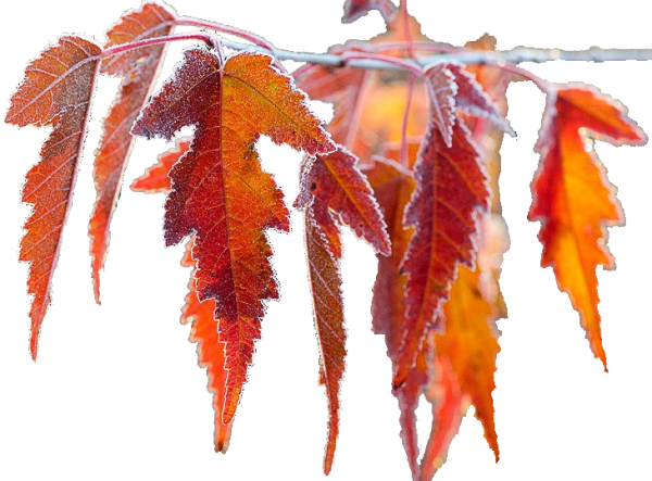 Ноябрь на белом фоне