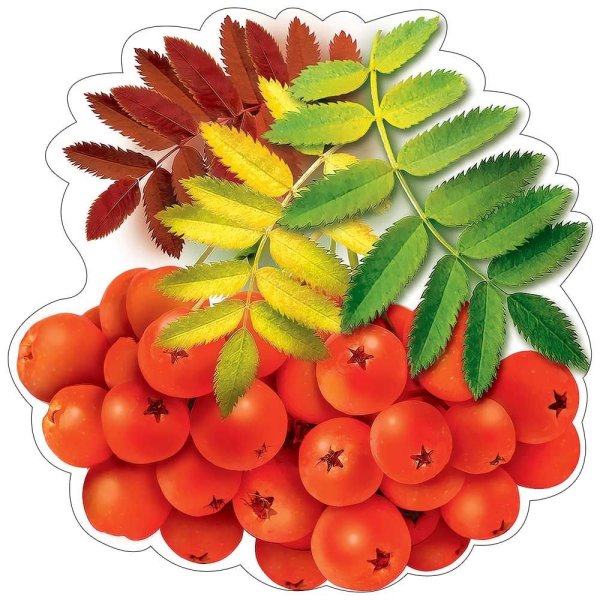 Веточка рябины цветная