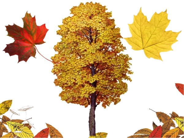 Листья деревьев для детей