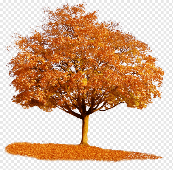 Деревья осенью