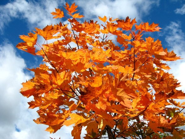 Николай Заболоцкий осенний клен