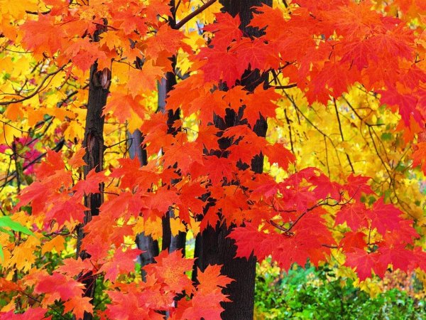 Клен в лесу