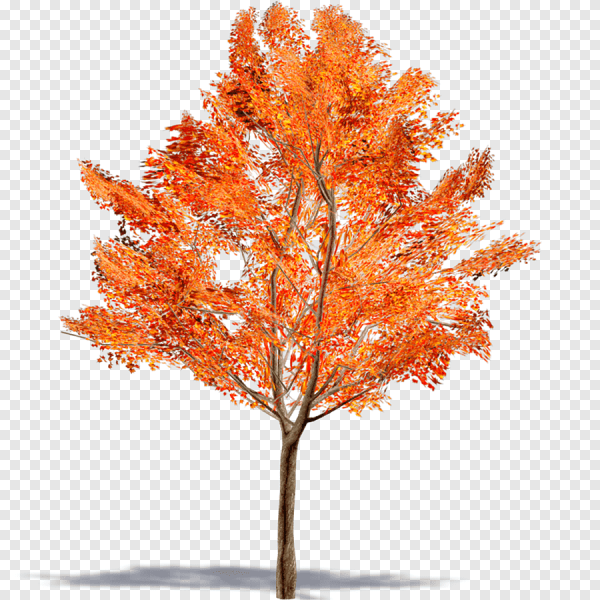 Клен Гиннала без фона