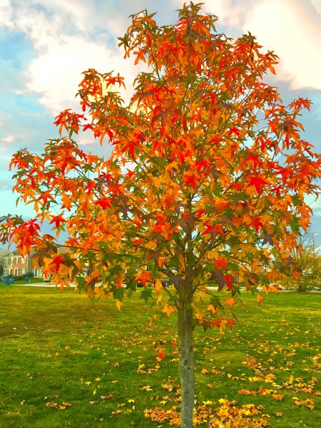 Клен листопадный