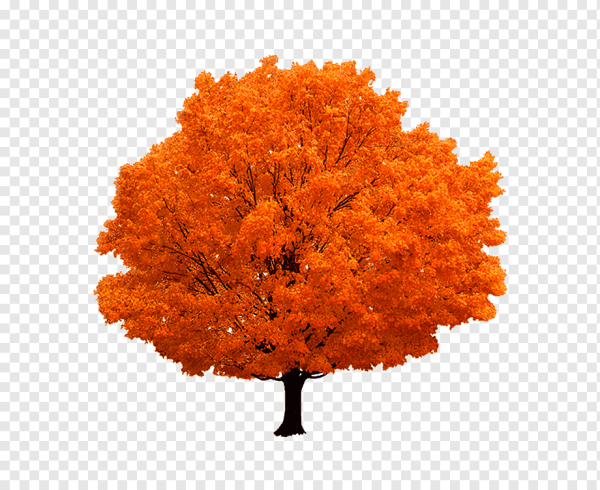 Деревья осенью