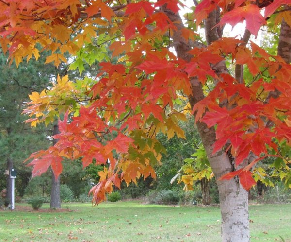 Клен широколистный