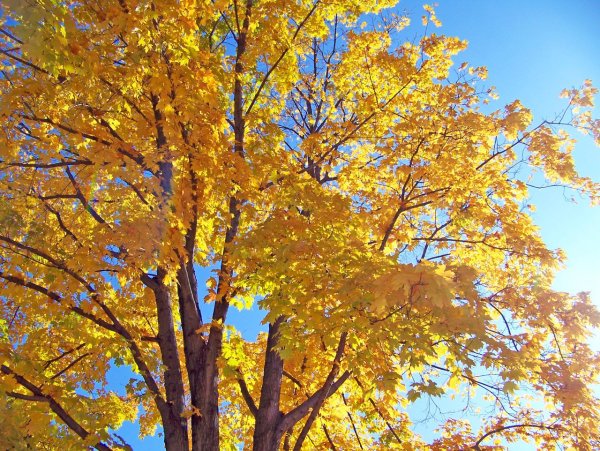 Клен желтый осенью