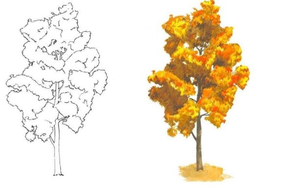 Поэтапное рисование осеннего дерева