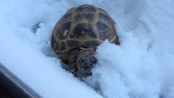 Морская черепаха снег