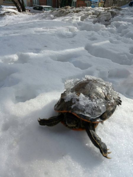Черепаха под снегом