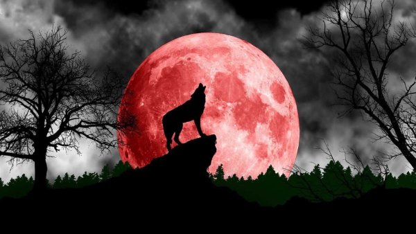 Кровавая Луна волк