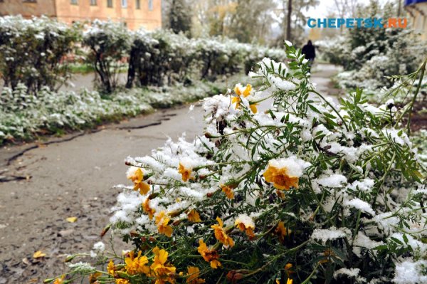 Первые цветы в снегу