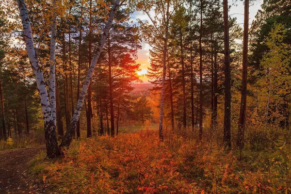 Закат в лесу осенью