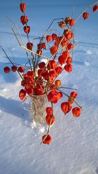 Физалис заснеженной