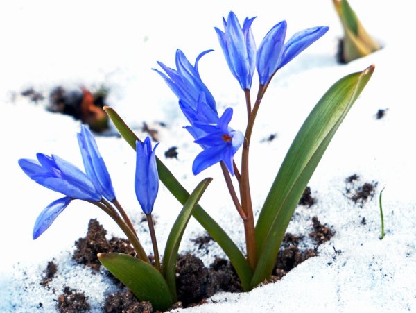 Первоцвет примула в снегу