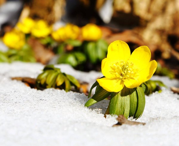 Лютик первоцвет