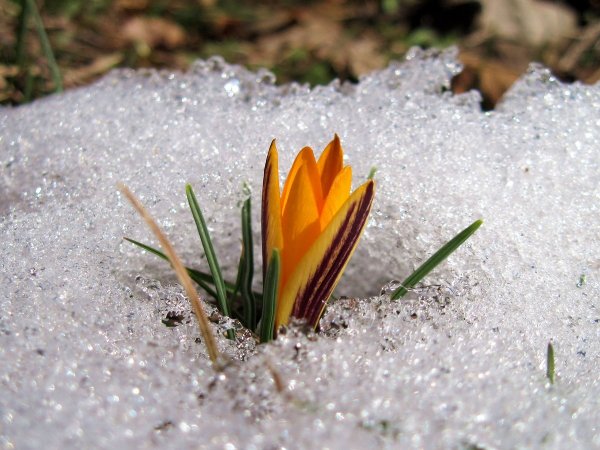 Шери Бойчечак