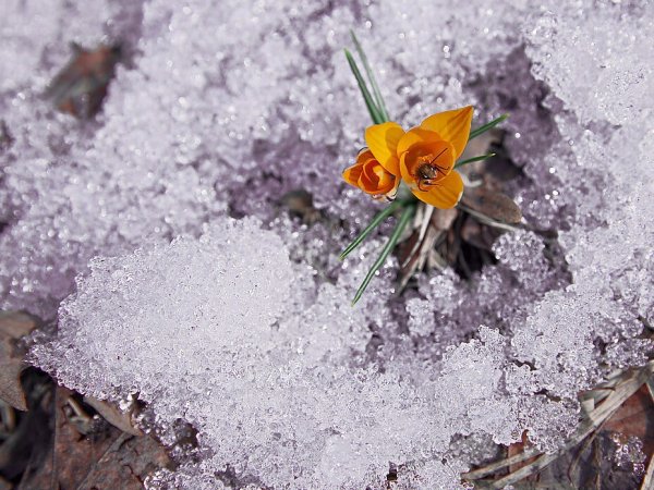 Первоцветы из под снега