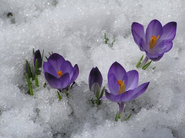 Крокусы зимой