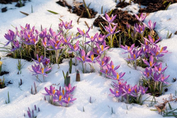 Первоцвет примула в снегу